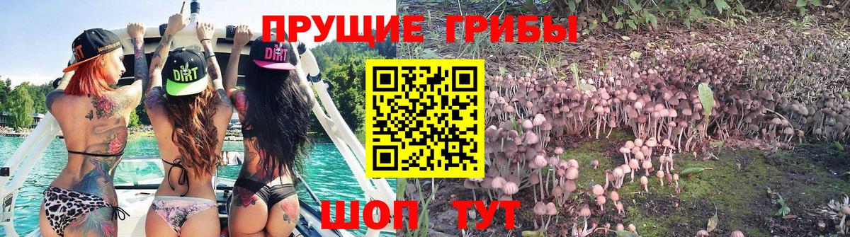 Псилоцибиновые грибы прущие грибы Арсеньев